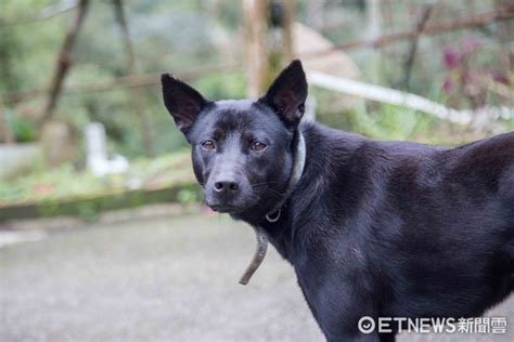 黑狗幾|台灣犬